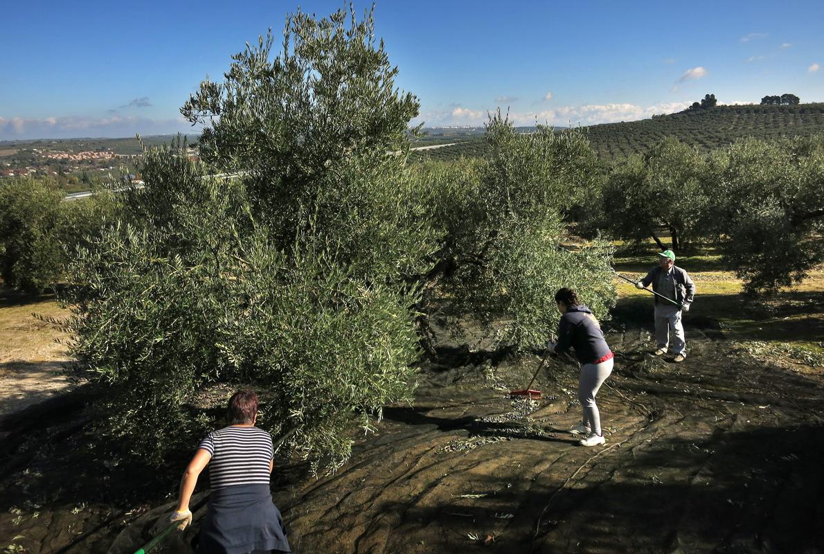 Un grupo de trabajadores varea olivos, uno de los árboles estudiados