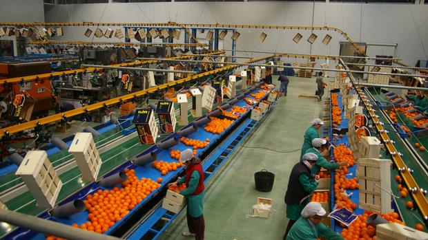 Interior de una planta naranjera en Palma del Río