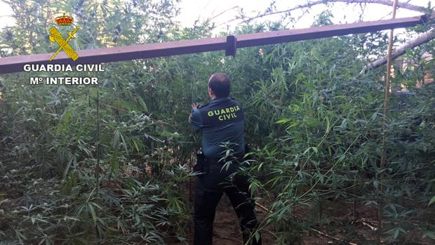 Plantación de marihuana hallada en la localidad de Almodóvar del Río