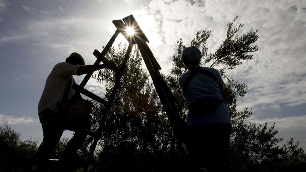 Dos trabajadores recojen las aceitunas en un olivar