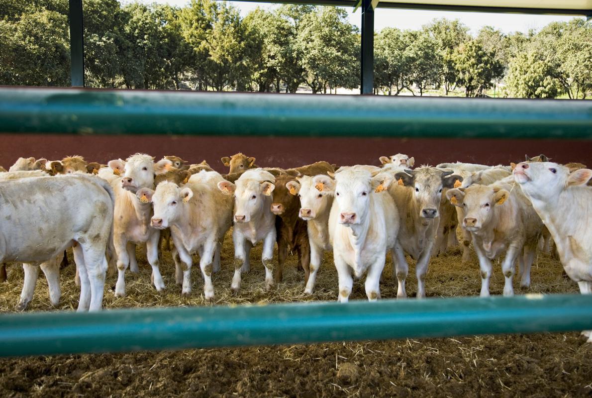 Vacas y terneros en una explotación ganadera