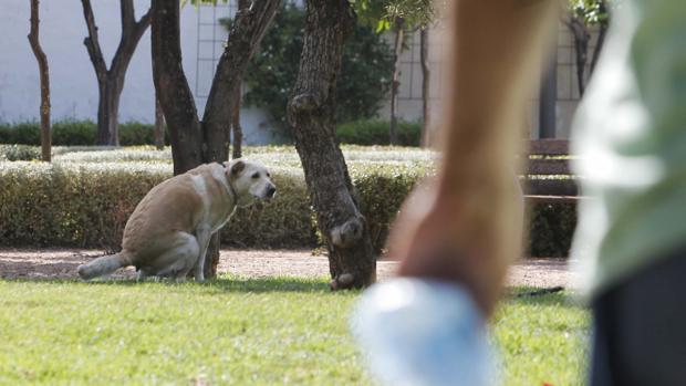 Un perro defeca en un parque público de Córdoba