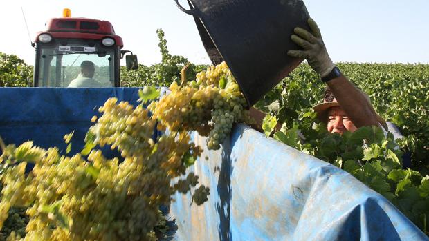 Recogida de uvas en Montilla, en plena vendimia