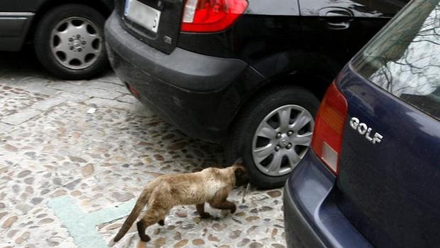 Un gato entre varios coches