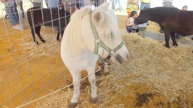 Algunos ejemplares en la Feria de Ganado Equino