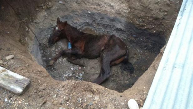 El caballo fue arrojado a una zanja que luego fue cubierta con chapas metálicas