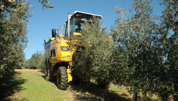 Los olivos en Francia y el sur de Italia están sufriendo la «Xylella fastidiosa»