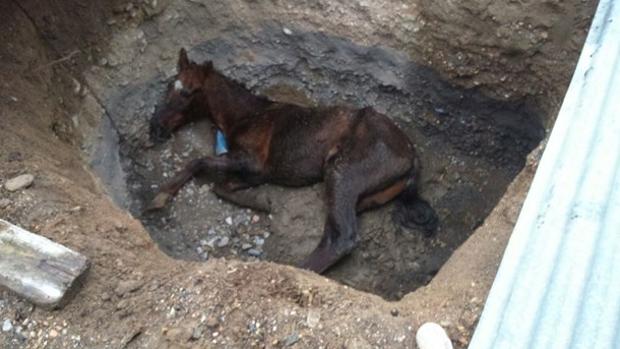 Estado en que se encontraba el caballo arrojado a una zanja