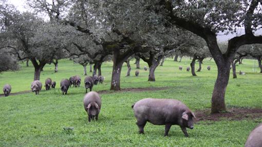 En Pozoblanco, se puede conocer el proceso de elaboración de los ibéricos