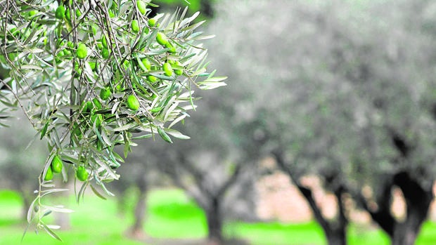 La lluvia no alivia el bajo rendimiento graso de la aceituna