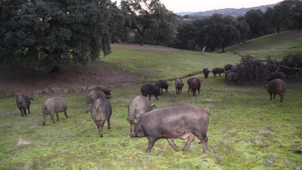 Cerdos ibéricos en plena dehesa pastando en montanera