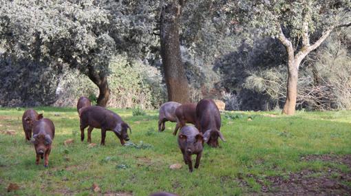 Cerdos ibéricos en la dehesa