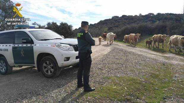 La Guardia Civil, al paso del ganado