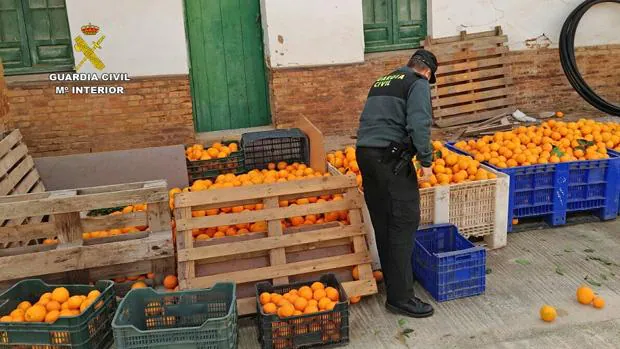 Parte de las naranjas incautadas en Huelva