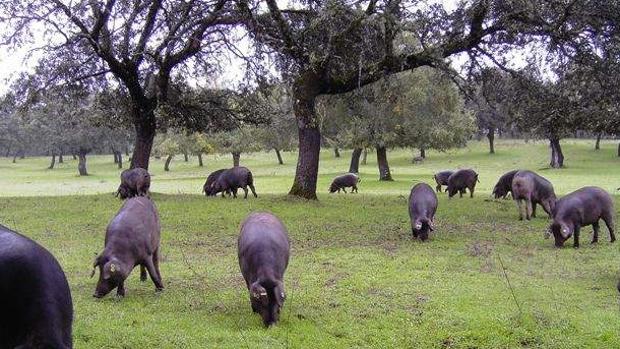 La dehesa es un ecosistema fundasmental para la comarca de Los Pedroches