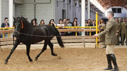 Presentación de otro de los caballos sementales