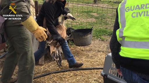 El buitre leonado localizado en una finca de Isla Cristina