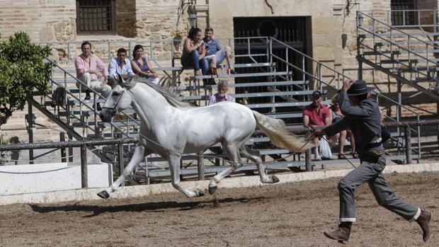 Imagen de una de las sesiones del Concurso Morfológico de Cabalcor celebrado en Caballerizas Reales