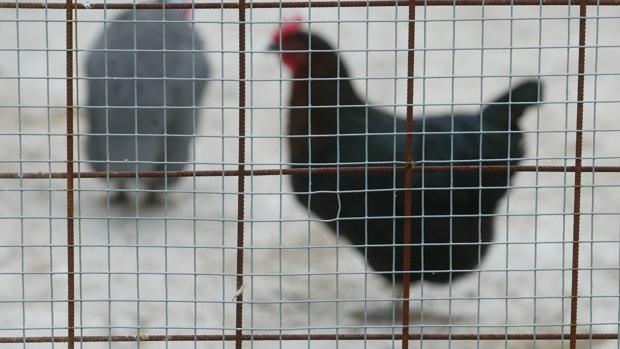 Gallinas en una granja cordobesa