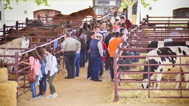 Última edición de la Feria Agroganadera de Los Pedroches con ganado vacuno de leche