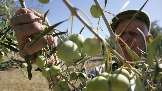 Un agricultor comprueba el estado de las aceitunas en un olivo