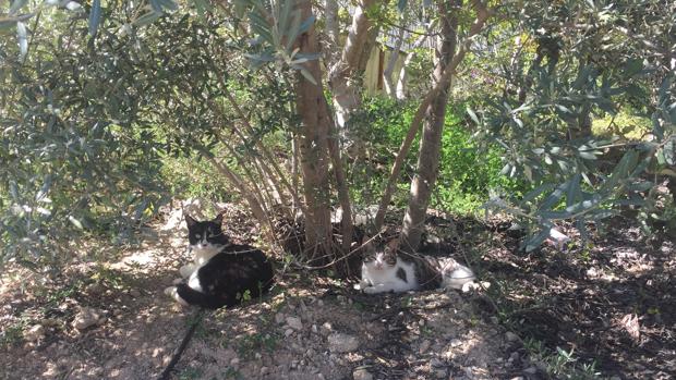 Gatos en un espacio ajardinado de Cabra