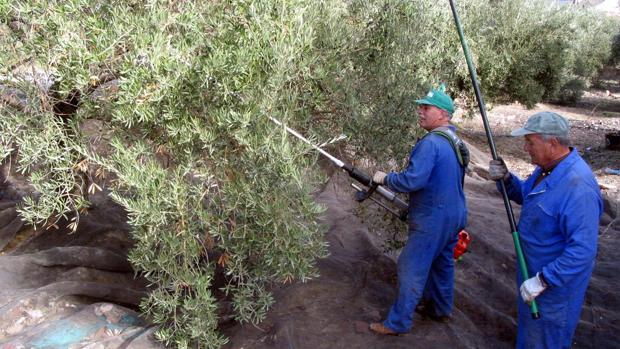 Las asignaturas pendientes de las herencias en el campo en Andalucía