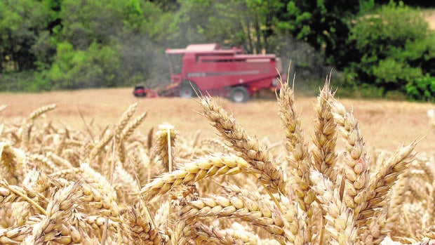 La sequía azota a la producción de cereal