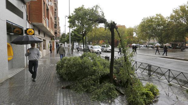 Los bomberos, esta mañana, retirando una rama caída en El Marrubial