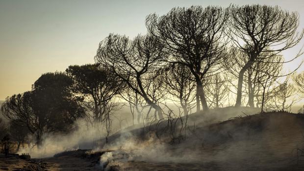 Optimismo en Doñana: Se confía en que el fuego pueda estar «totalmente controlado» en las próximas horas