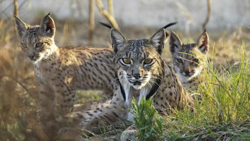 El centro de cría de linces se ha libradod de las llamas, pero preocupa la pérdida de hábitat