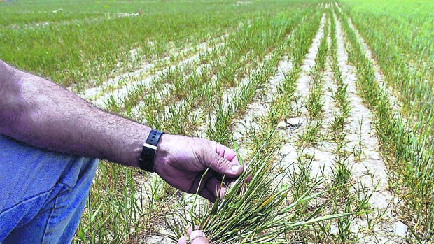 Un campo afectado por la sequía