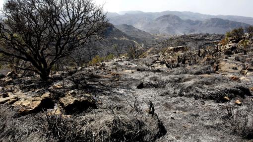 Tierra quemada por un incendio en Almería