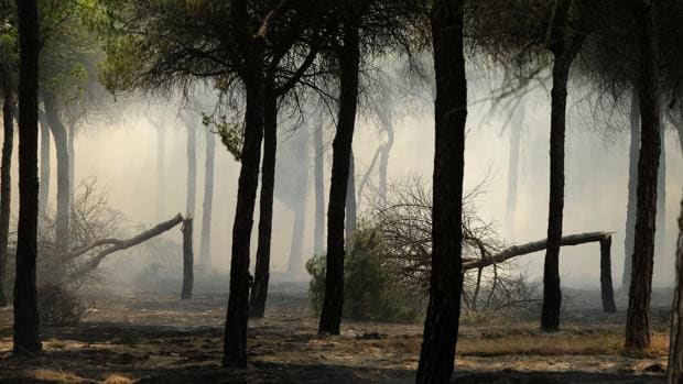 El incendio forestal de Moguer habría afectado a una zona de pinar y matorral previa al Parque Nacional de Doñana