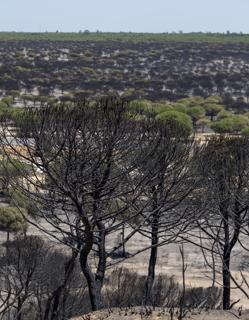 Pinares en Cuesta Maneli