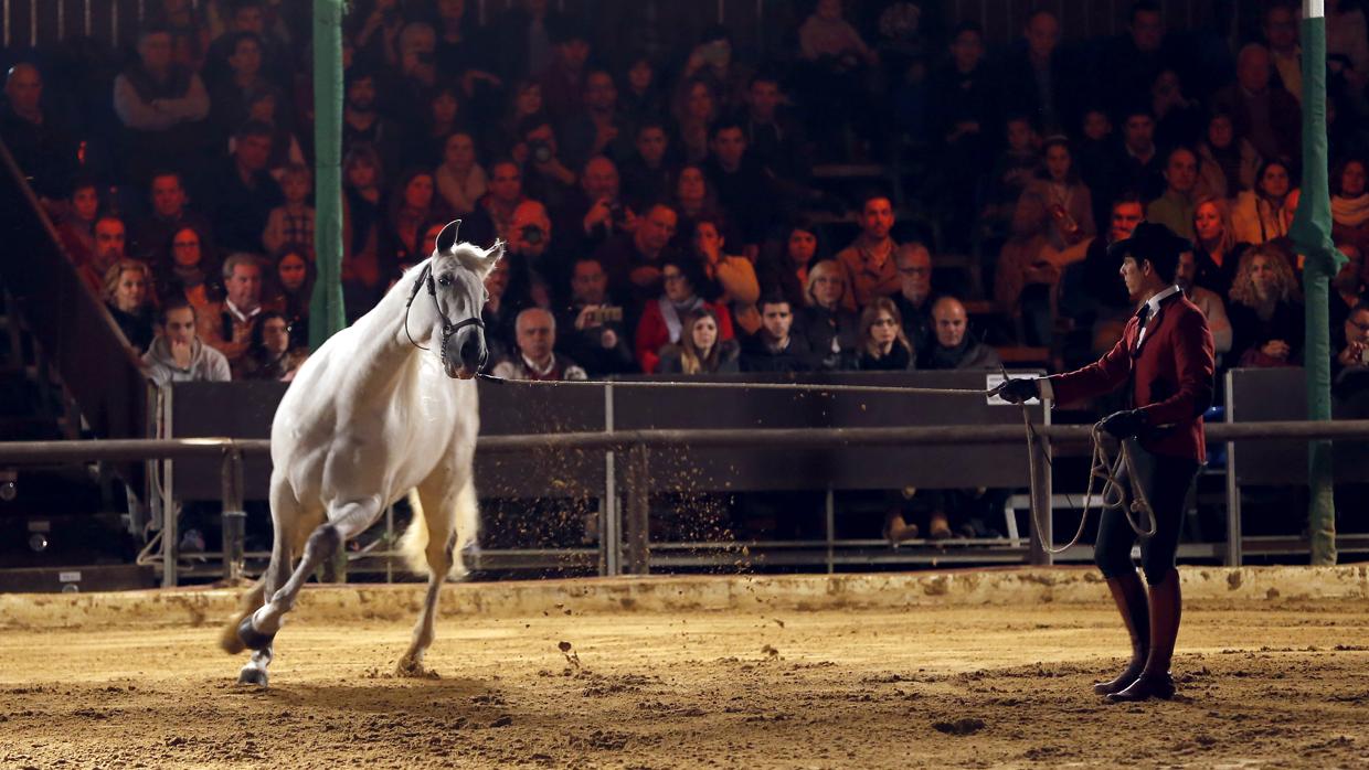 Espectáculo ecuestre en Caballerizas Reales