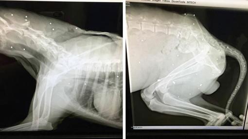 Dos radiografías en las que se aprecian los balines alojados en el cuerpo del perro 'Troy'