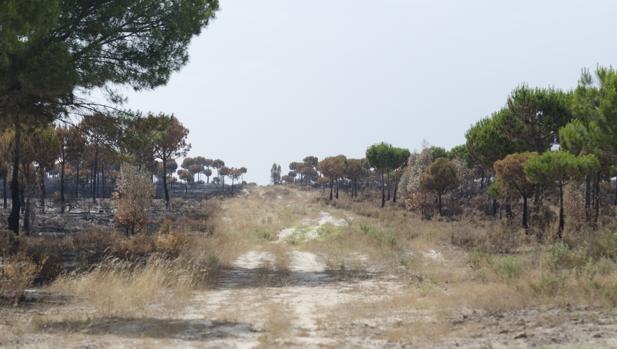 El pasto y el matorral crece en los cortafuegos del entorno de Doñana