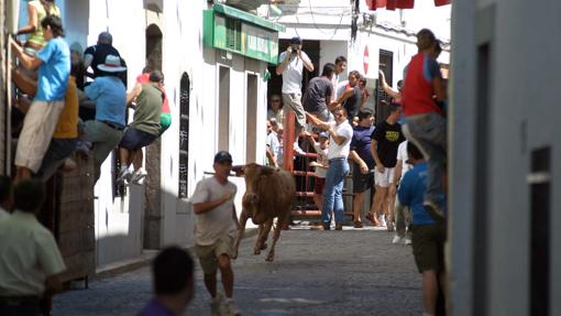 Encierro de vaquillas en El Viso