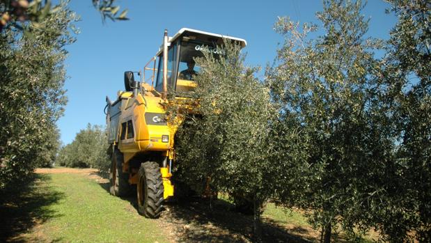 Una plantación de olivar en seto en la provincia de Córdoba