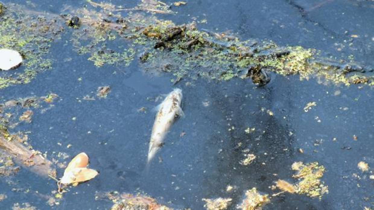 Peces muertos en el río Guadalquivir