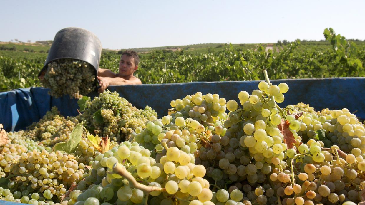 Recogida de uvas en Montilla durante la vendimia