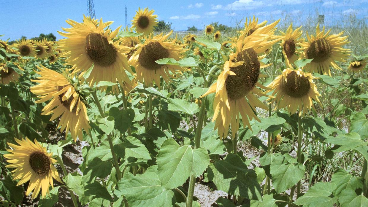 El girasol es uno de los cultivos que ha ido perdiendo presencia en el campo cordobés