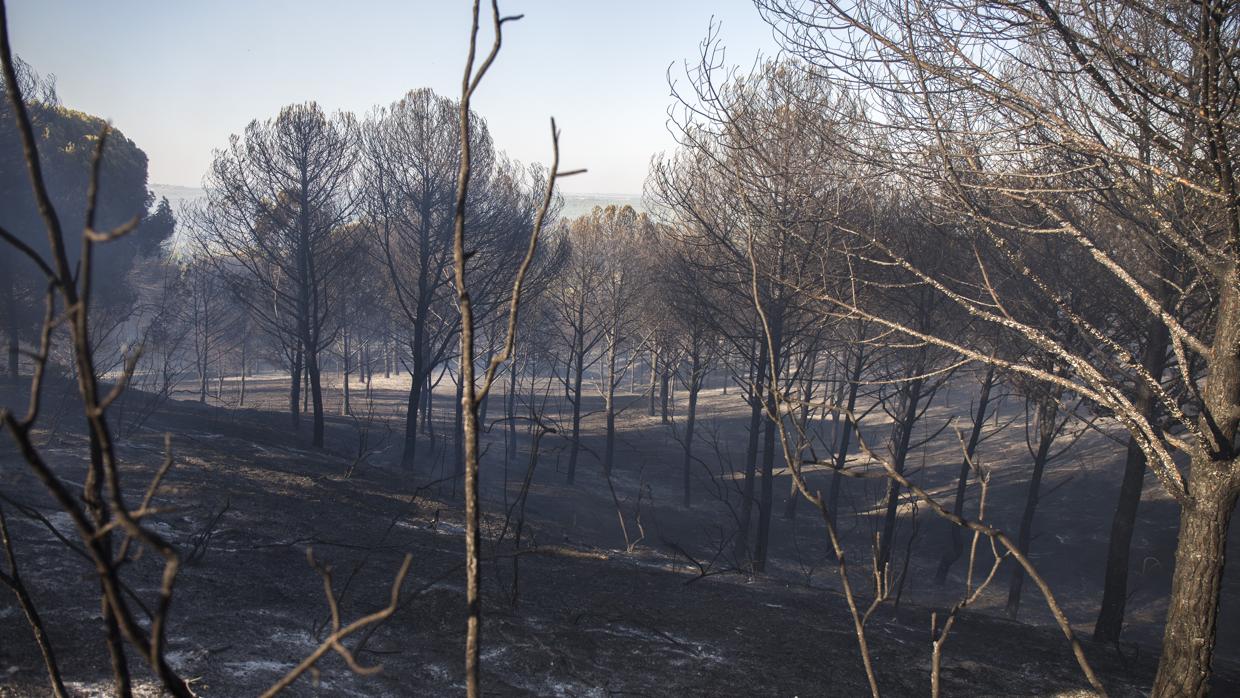 Parte de la zona afectada por el incendio de esta semana en el término onubense de Gibraleón