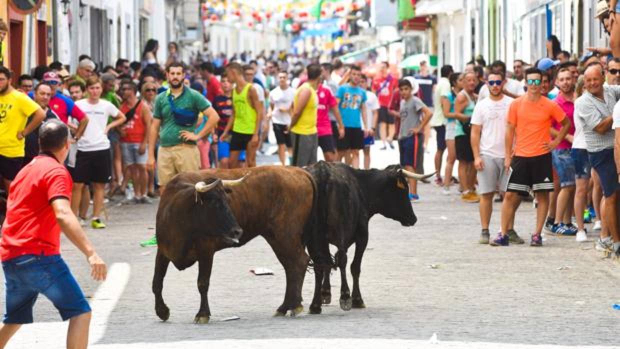 Vaquillas en el encierro de El Viso