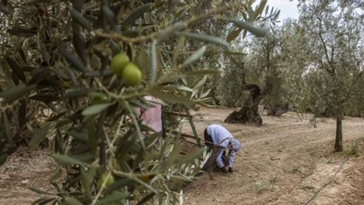 Recogida de aceitunas en un olivar.