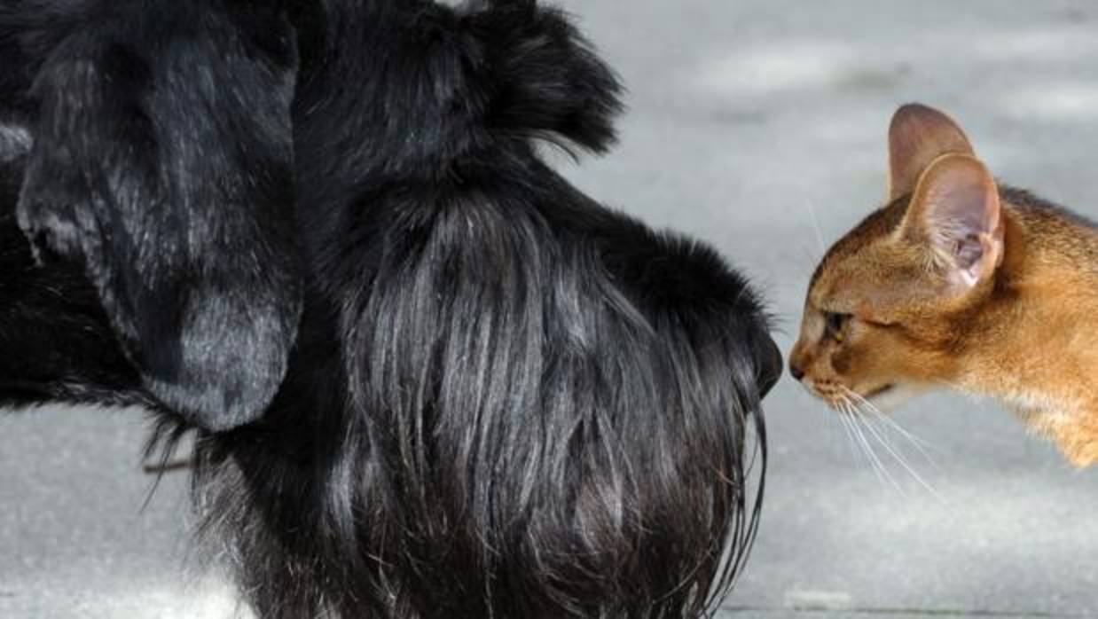 Un schnauzer gigante y un gato abisinio se huelen mutuamente