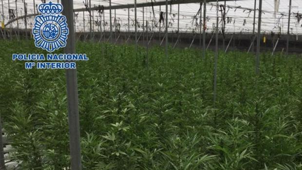 Desmantelada una de las mayores plantaciones de marihuana localizadas hasta la fecha en Andalucía