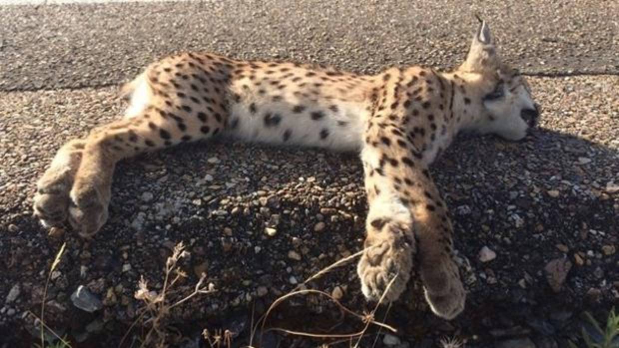 Foto de archivo de un ejemplar de lince ibérico muerto