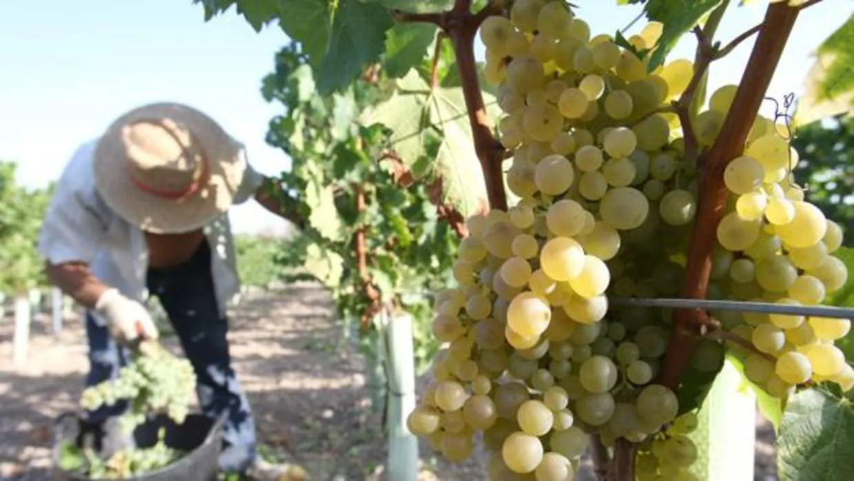 La Junta destina 650.000 euros a la reestructuración de más de 100 hectáreas de viñedo en Córdoba